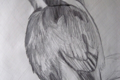 Kingfisher drawing