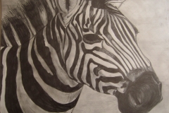 Zebra drawing